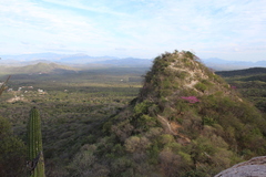 Handroanthus impetiginosus