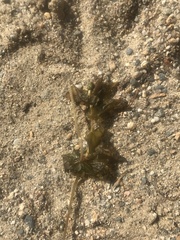 Potamogeton perfoliatus