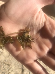 Potamogeton perfoliatus