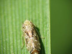 Errastunus ocellaris