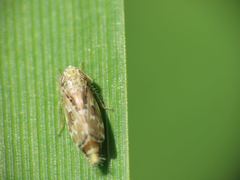 Errastunus ocellaris