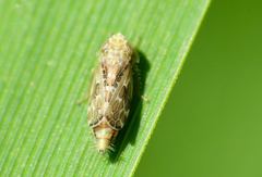 Errastunus ocellaris