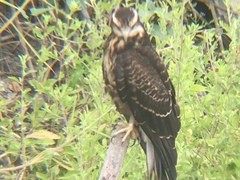 Rostrhamus sociabilis