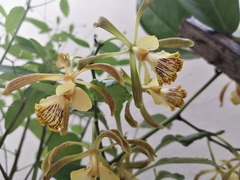 Encyclia alata