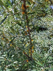 Hippophae
