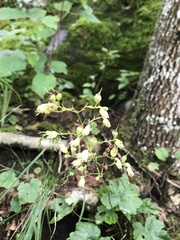 Heuchera alba