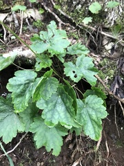 Heuchera alba