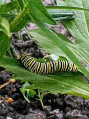 Danaus plexippus