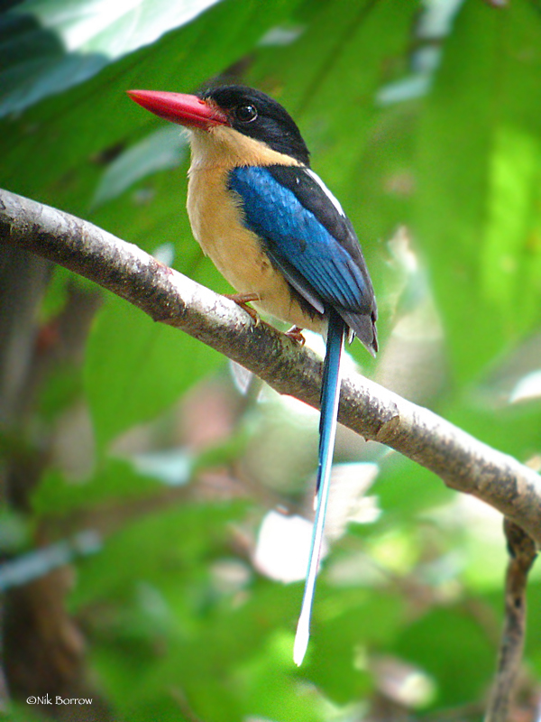 Black-capped Paradise-Kingfisher illustration