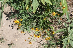 Helenium elegans
