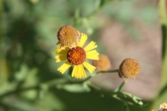 Helenium elegans