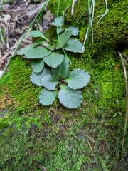 Micranthes virginiensis