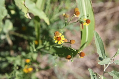 Helenium elegans