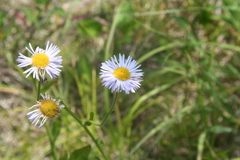 Erigeron glabellus