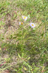 Erigeron glabellus