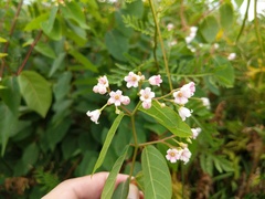 Apocynum androsaemifolium