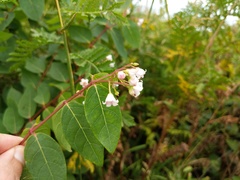 Apocynum androsaemifolium