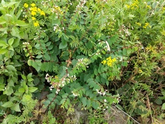 Apocynum androsaemifolium