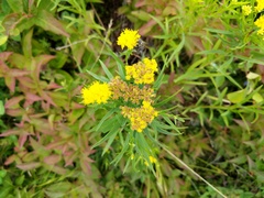 Euthamia graminifolia