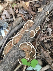 Trametes versicolor