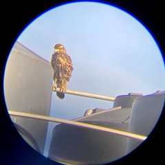 Parabuteo unicinctus