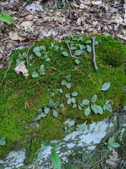 Micranthes virginiensis