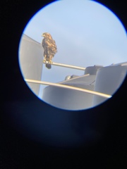 Parabuteo unicinctus