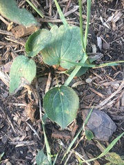 Smilax ecirrhata