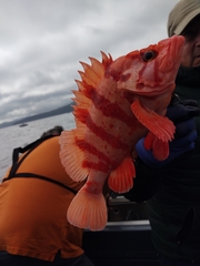 Sebastes nigrocinctus