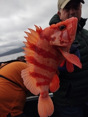 Sebastes nigrocinctus