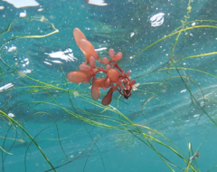 Botryocladia pseudodichotoma