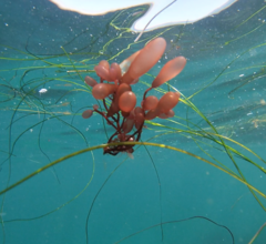 Botryocladia pseudodichotoma