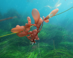 Botryocladia pseudodichotoma