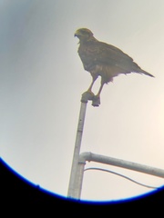 Parabuteo unicinctus