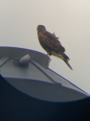 Parabuteo unicinctus