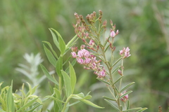 Lespedeza leptostachya
