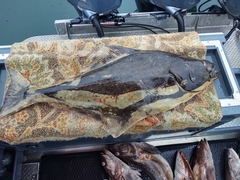 Hippoglossus stenolepis