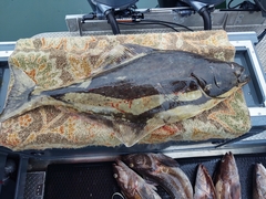 Hippoglossus stenolepis