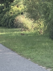 Myocastor coypus