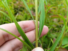 Euthamia graminifolia