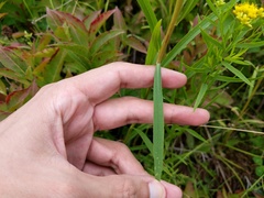 Euthamia graminifolia