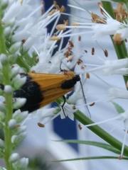 Lycomorpha pholus