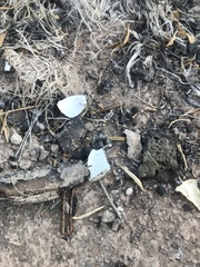 Chordeiles acutipennis