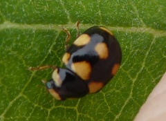 Brachiacantha