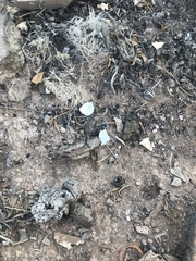 Chordeiles acutipennis