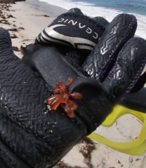 Botryocladia pseudodichotoma