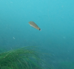 Halichoeres californicus