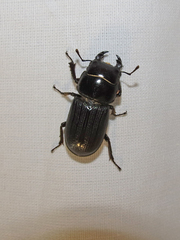 Dorcus parallelus