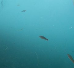 Halichoeres californicus