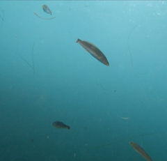 Halichoeres californicus